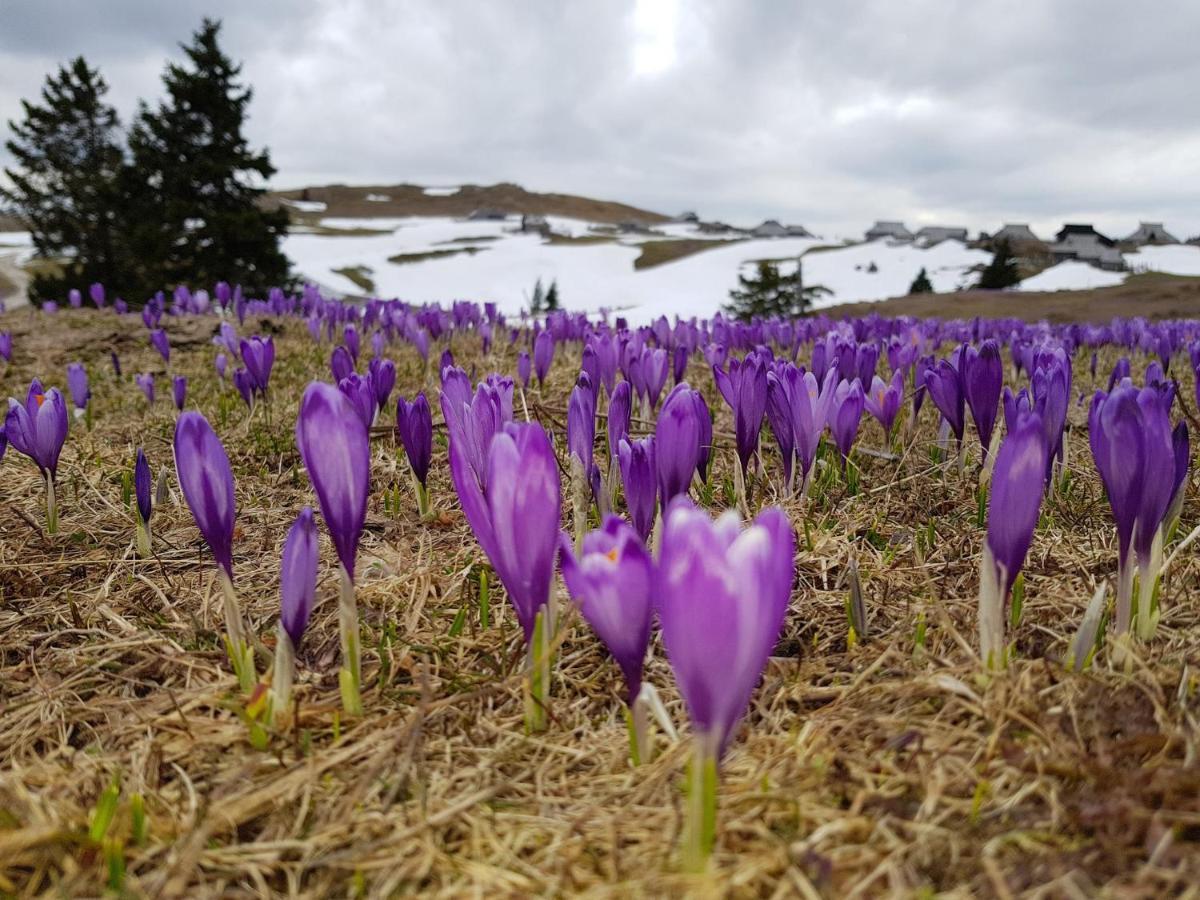 Chalet Gorenjka - Velika Planina Стаховиця Екстер'єр фото