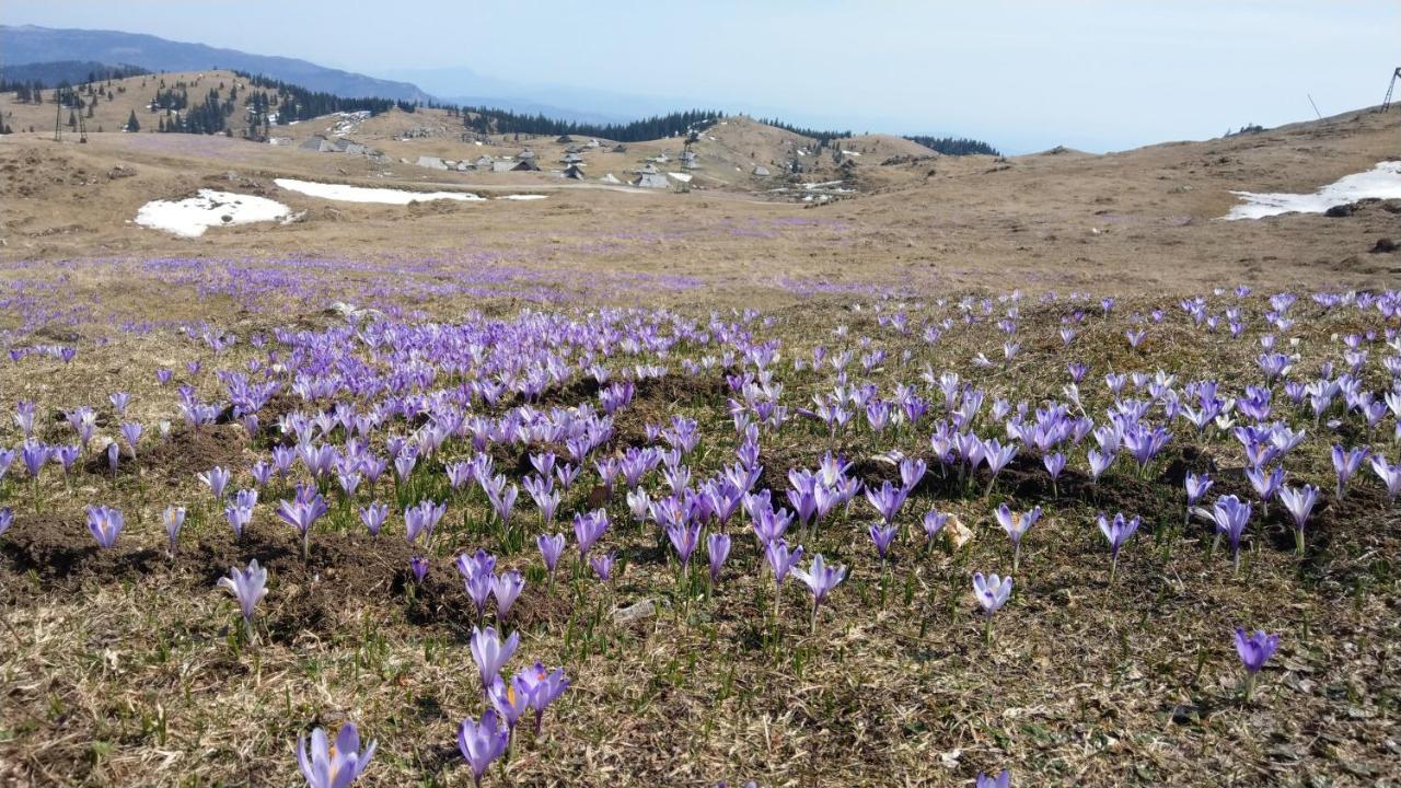 Chalet Gorenjka - Velika Planina Стаховиця Екстер'єр фото